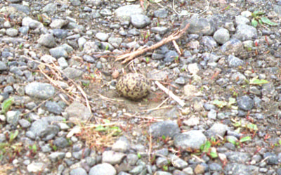 May be an Arctic Tern's egg. Not much chance for this one.