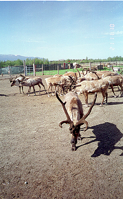 Reindeer ranch, AK