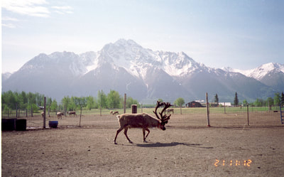 Reindeer with beautiful mountain, AK