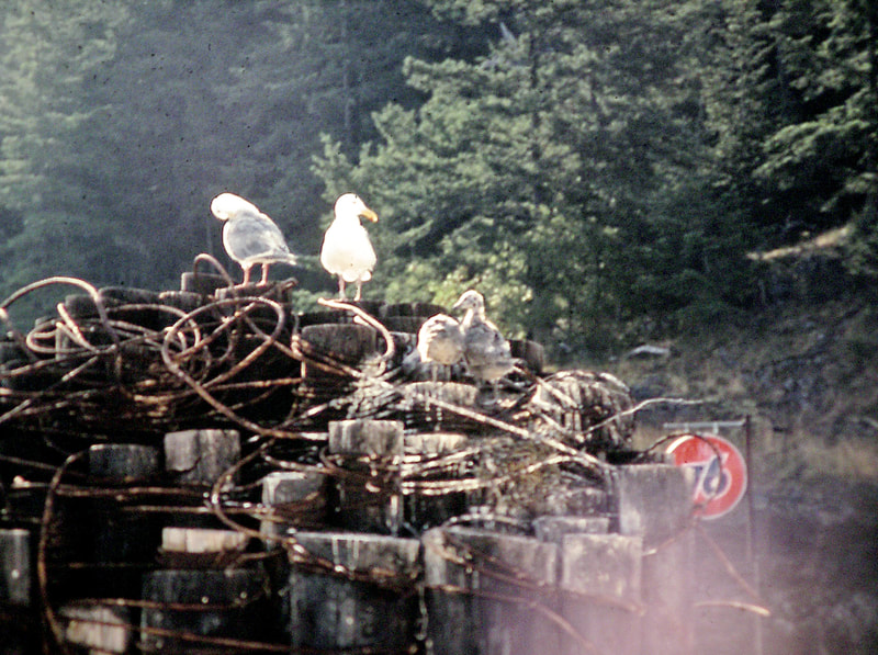 Seagull family, Shaw Island, WA