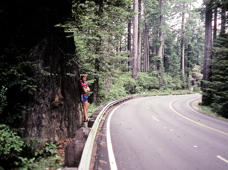 Redwood Tree in Del Norte Coast Redwoods State Park, CA